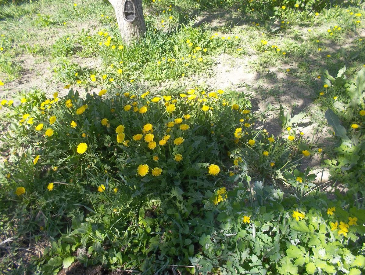 Hotel Issyk-Kul - Camping Grigoryevka Grigor'yevka Exterior foto